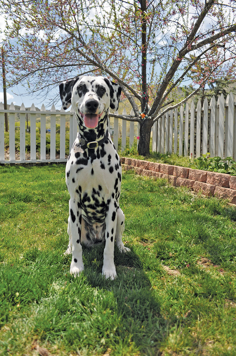 Faith - the deaf Dalmatian