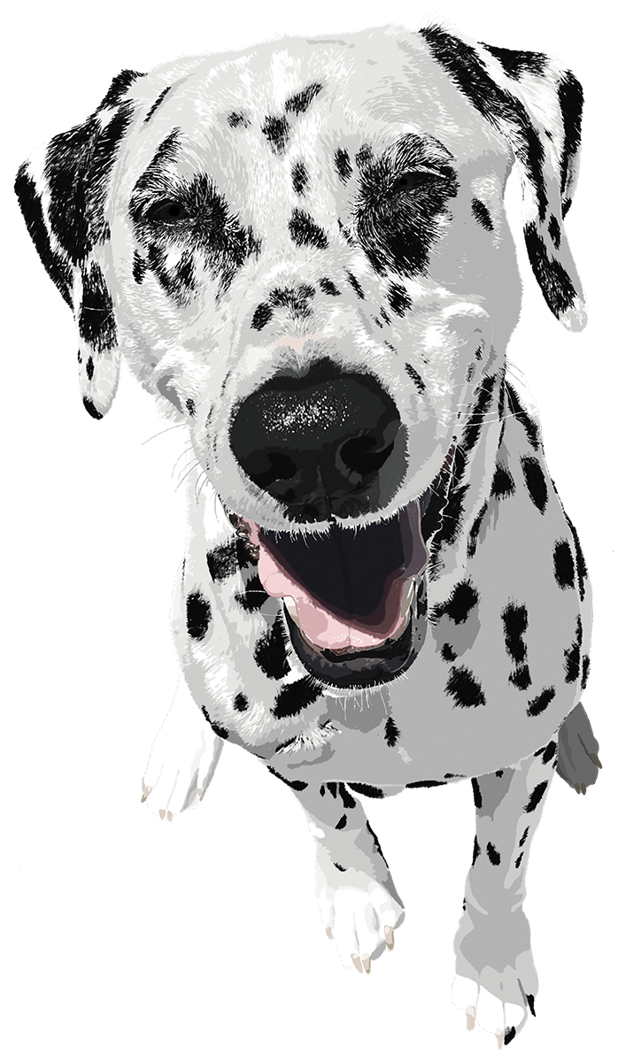 Faith the Dalmatian Smiling