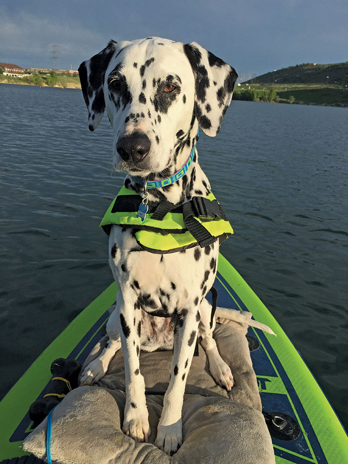 Meet-Faith-Paddleboarding-Photo Photo of Faith the Dalmatian Sitting on a Paddleboard