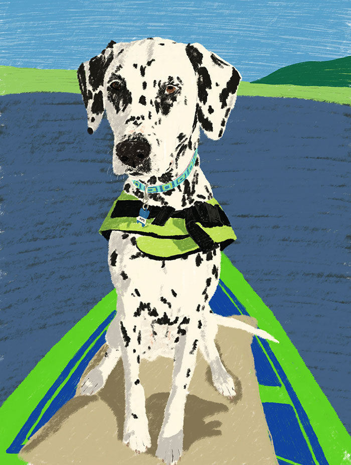 First drawing of Faith the Dalmatian sitting on a paddleboard